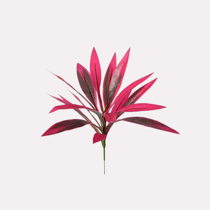 Drakenbloedboom: bloemen die nooit verwelken