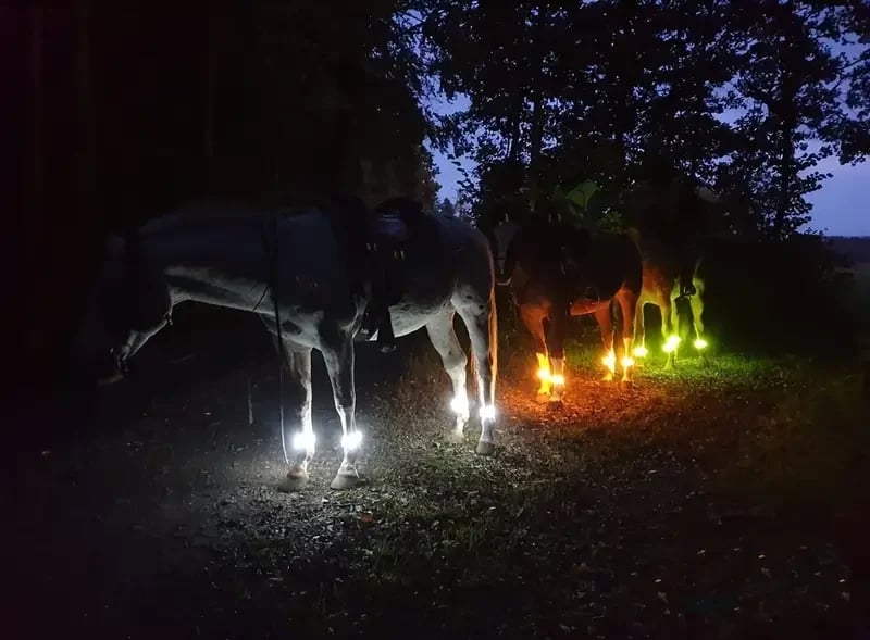 🐎 LED-beenriemen voor paarden – 4 stuks | Veiligheidslampjes voor paardrijden in het donker met een oplaadbare look ✨